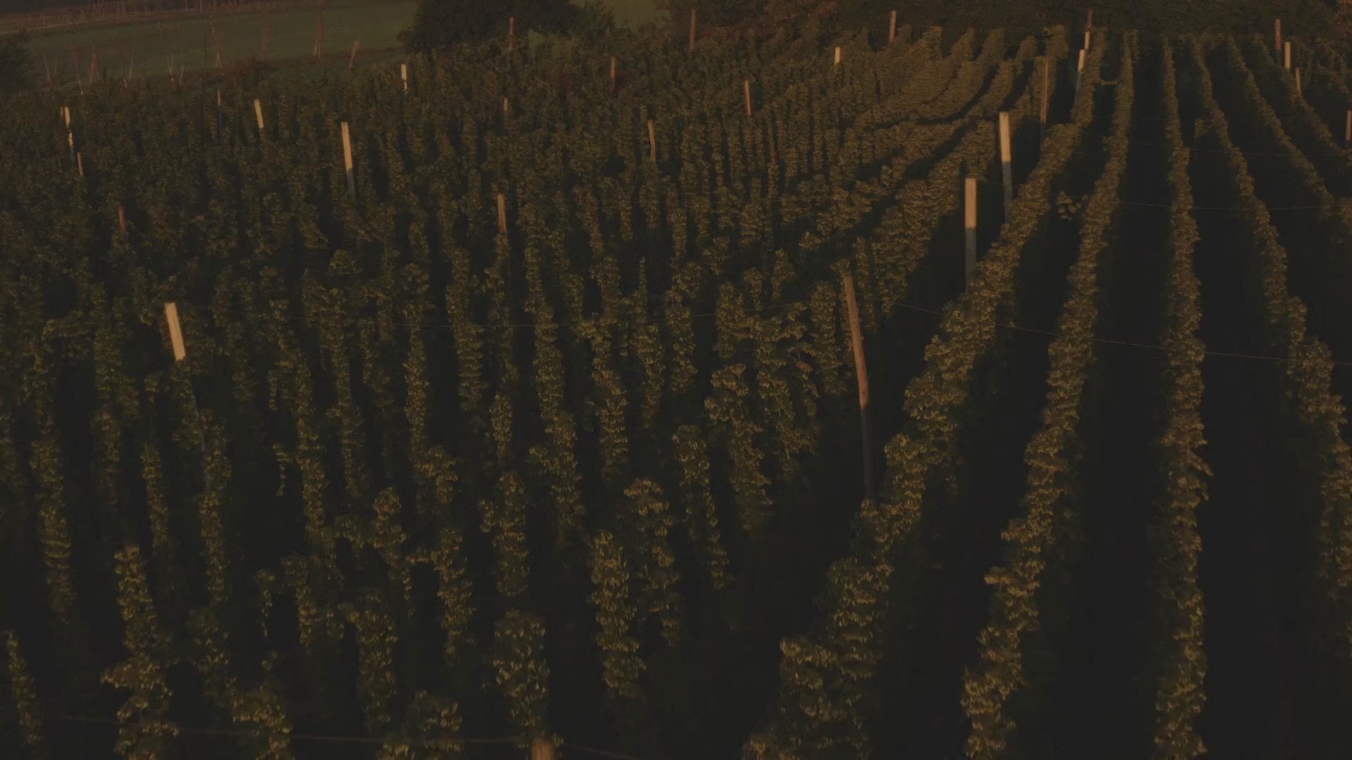 Drone flyover & close-up video of Hallertau