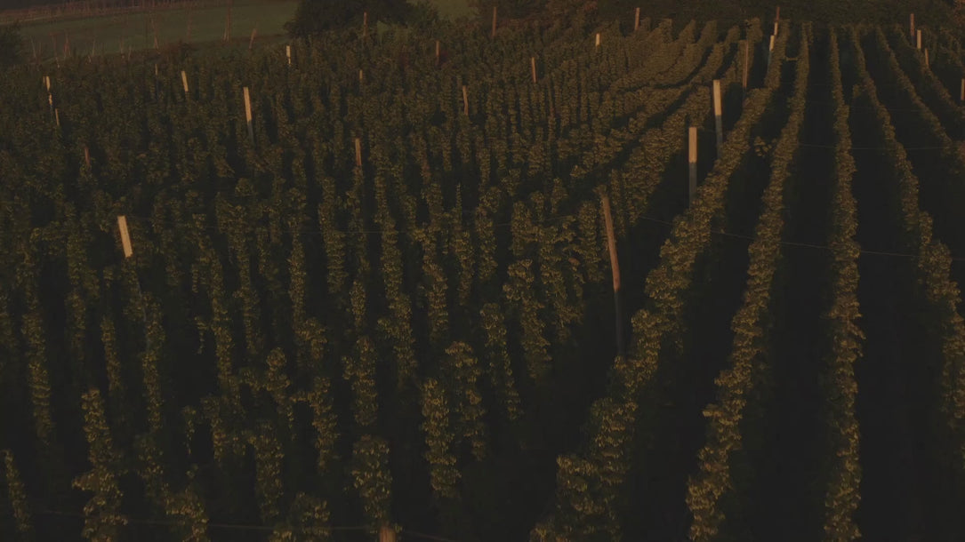 Drone flyover & close-up video of Hallertau